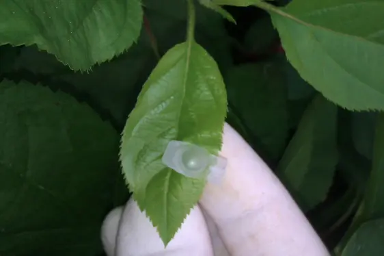 Abb. 4: Entnahme von Apfelblattproben aus der Referenzsammlung RefPOP: © Laimburg Research Centre