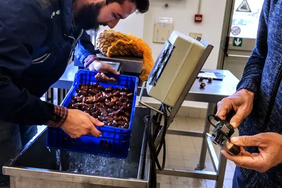 Fig. 4: Il castagno rappresenta la terza specie arborea da frutto per superficie, dopo melo e vite in Alto Adige e il Centro sta lavorando per la creazione di un campo catalogo dove riunire le varietà locali e gli ecotipi più interessanti: © Laimburg Research Centre/ivo corrà