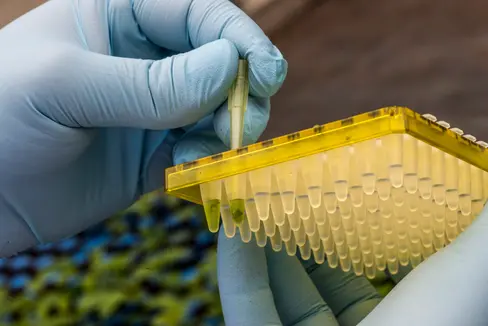 Fig. 1: Attività di ricerca nell’ambito della genomica per il miglioramento genetico
©Laimburg Research Centre/ivo corrà