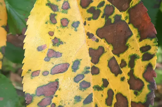 Abb. 6: Symptome von Glomerella Leaf Spot am Blatt.
© Laimburg Research Centre/sabine öttl