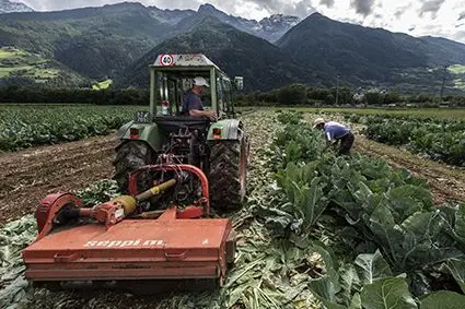 A Oris, in Val Venosta, il Centro di Sperimentazione Laimburg effettua prove varietali su diversi ortaggi: ©Centro di Sperimentazione Laimburg/Ivo Corrà