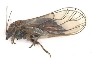 La psilla Cacopsylla picta gioca un ruolo fondamentale nella proliferazione degli scopazzi del melo in Alto Adige. ©Centro di Sperimentazione Laimburg