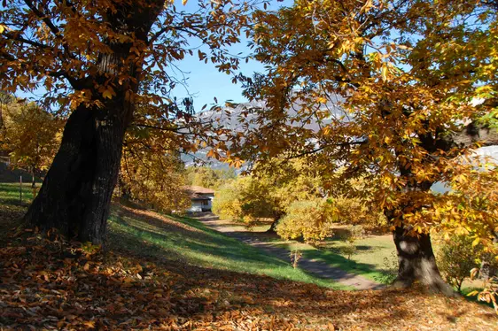 Fig. 6: Il castagneto di Alice Chiarani a Drena
© Alice Chiaran