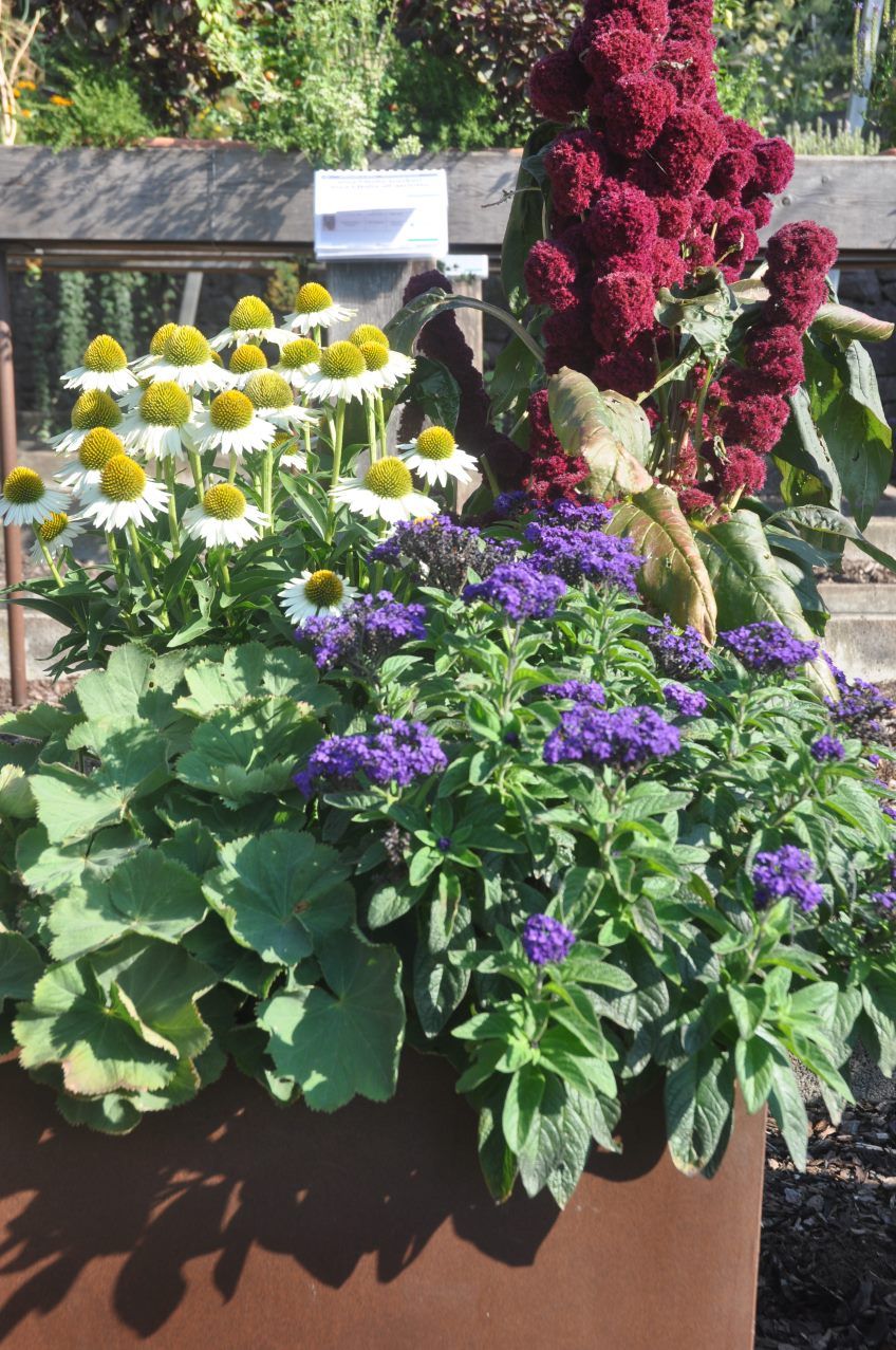 Il preferito dal pubblico 2020: la combinazione „old fashioned“ ©CSL