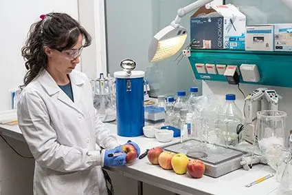 Preparazione di campioni di mela per lo sviluppo della terapia della mela nel Laboratorio di Biologia Molecolare al Centro di Sperimentazione Laimburg. ©Centro di Sperimentazione Laimburg