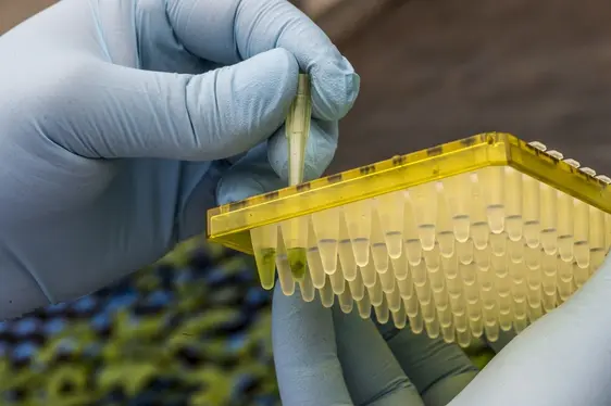 Fig. 2: Preparazione dei campioni fogliari per le analisi di laboratorio (estrazione del DNA): © Laimburg Research Centre/ivo corrà