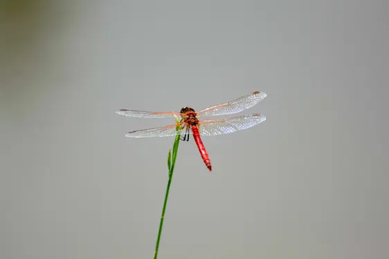 Abb. 6: Ausgewählte Aufnahmen, die an der Photo Action: Nature in Focus teilgenommen haben und im NOI Techpark ausgestellt sind: Feuerlibelle – Daniel Larentis (Kategorie Lokale Biodiversität)
©Daniel Larentis