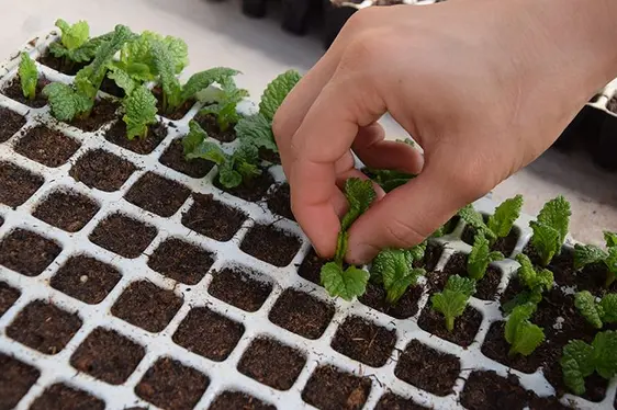 Abb. 2: Für die Sortenversuche wurden die Zitronenmelisse-Jungpflanzen mit Sorgfalt im Gewächshaus angezogen.: © Versuchszentrum Laimburg