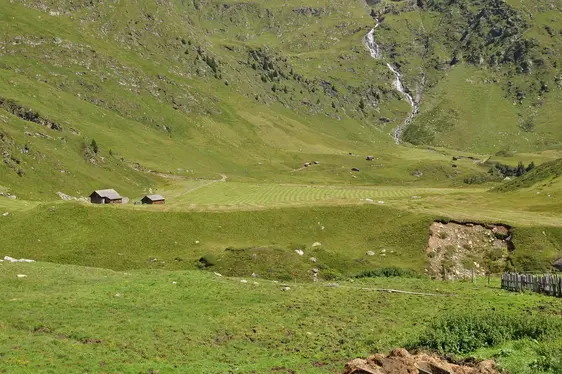 Fig. 5: Prati e i pascoli alpini rappresentano una fonte di approvvigionamento per il bestiame, ma anche aree vitali per la biodiversità e sono rappresentative per il paesaggio alpino altoatesino: © Laimburg Research Centre