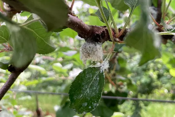 Fig. 2: Una colonia di afide lanigero del melo, per cui si stanno studiando nuove strategie di controllo nel progetto APPL-IPErio: © Laimburg Research Centre