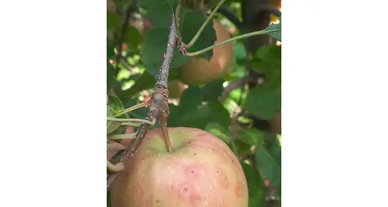 Prima che si sviluppi il colore rosso della copertura, spesso compare un anello (anche detto “alone”) viola intorno al sito di infezione, qui sulla varietà Rosy Glow(cpvr).