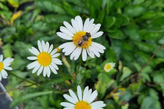 Fig. 4: Margherita commune con sirifide: © Laimburg Research Centre/Elena Wilhelm