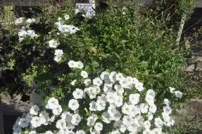 Pflanzkübel „Schokotraum mit Sahne“ in Schwarzweiß mit Duft nach Bitter- und Minzschokolade ©VZL