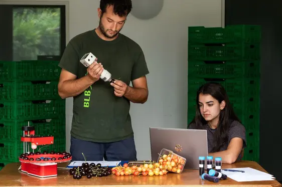 Fig. 2: Il gruppo di lavoro Piccoli Frutti e Drupacee durante l’analisi di diverse varietà di ciliegia nei campi presso Fragsburg, Merano: © Laimburg Research Centre/ivo corrà