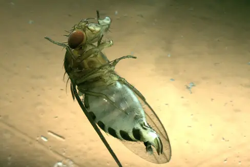 Weibliches Exemplar der Kirschessigfliege (Drosophila suzukii) mit Eiablageapparat. ©Versuchszentrum Laimburg