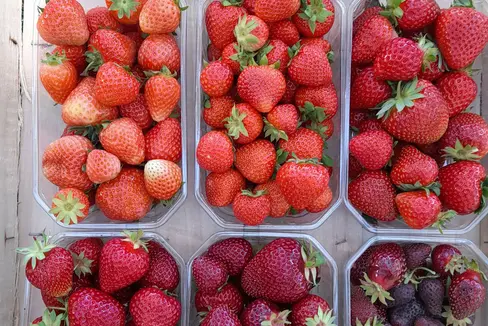 Fig. 1: Le colorazioni delle varietà di fragole testate dal Centro Laimburg vanno dal bianco al rosso intenso. © Centro di Sperimentazione Laimburg