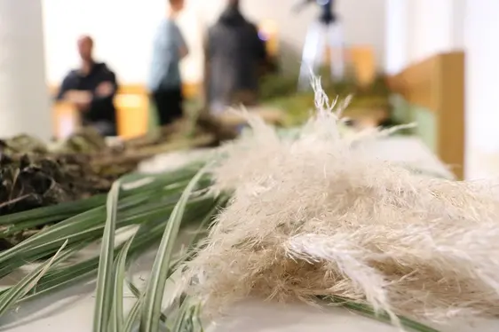Fig. 5: Erba della Pampas, proveniente dall’Argentina (Cortaderia selloana): © Laimburg Research Centre/julia rizzo