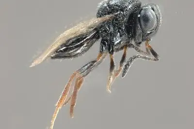 Die Samurai-Wespe (Trissolcus japonicus)