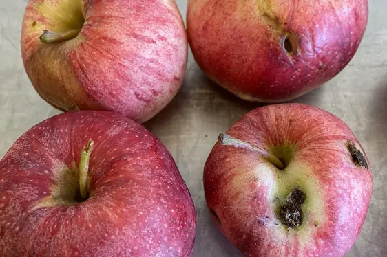 Abb. 4: Schadbild durch den Apfelwickler an Äpfeln: © Laimburg Research Centre