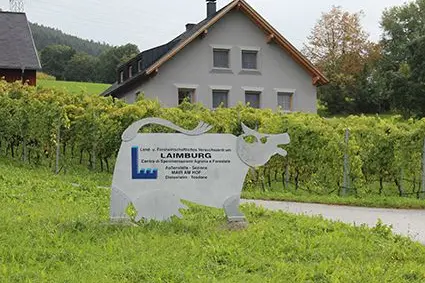 Nell’azienda agricola sperimentale Mair am Hof a Teodone (Brunico), la Libera Università di Bolzano e il Centro di Sperimentazione Laimburg confrontano diversi sistemi d’allevamento di bovine da latte: ©Centro di Sperimentazione Laimburg/Ivo Corrà