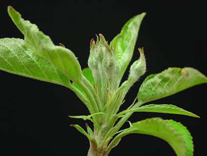 Das „Grünknospenstadium“. ©Versuchszentrum Laimburg