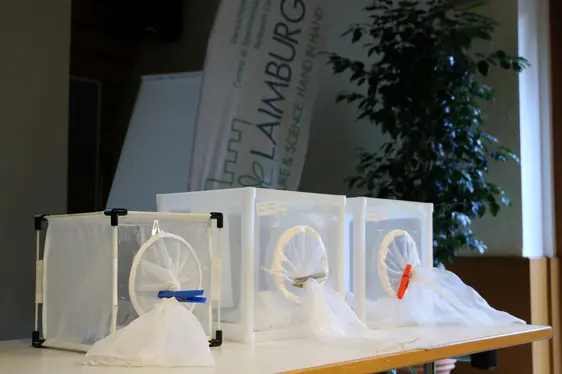 Fig. 3: Le cimici asiatiche vengono allevate al Centro Laimburg per poter essere studiate: © Laimburg Research Centre/agnese martinelli