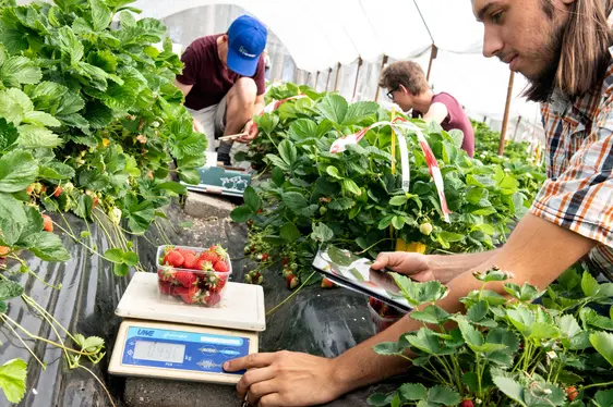 Abb. 4: Sebastian Soppelsa (im Vordergrund) bei agronomischen Untersuchungen.: © Versuchszentrum Laimburg/ivo corrà