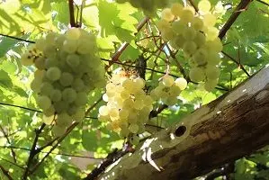 Trauben der Versoaln-Rebe. © Versuchszentrum Laimburg