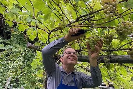 Günther Pertoll, responsabile della Cantina Laimburg, in attività di vendemmia: ©Centro di Sperimentazione Laimburg