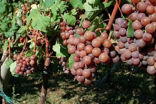 Uve della varietà Traminer aromatico (Gewürztraminer). © Centro di Sperimentazione Laimburg