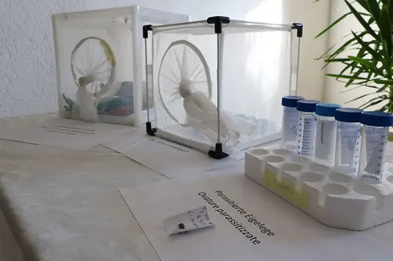 Fig. 3: la vespa samurai, antagonista naturale della cimice asiatica.: © Centro di Sperimentazione Laimburg