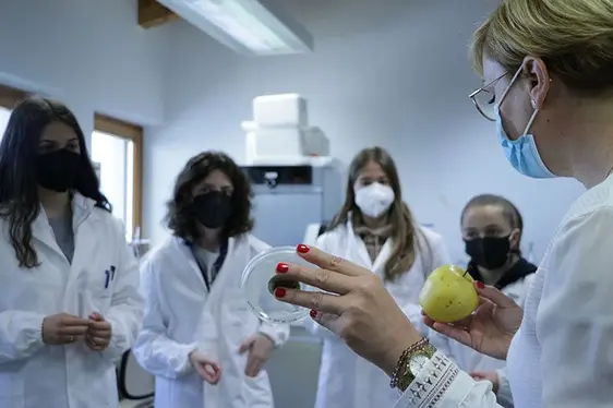 Fig. 3: In laboratorio, le studentesse hanno esaminato mele colpite da funghi patogeni.: © Centro di Sperimentazione Laimburg