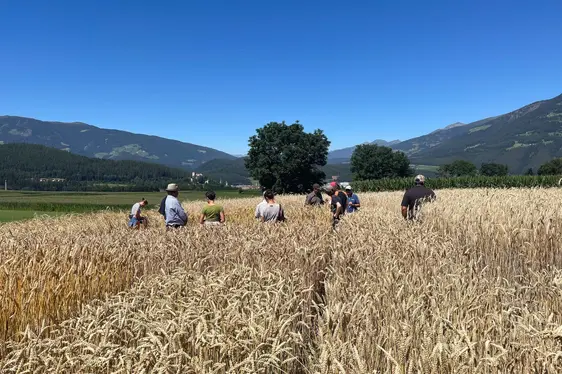 Fig. 5: La giornata tecnica a Teodone all'insegna dalla diversità in cerealicoltura.: © Centro di Sperimentazione Laimburg