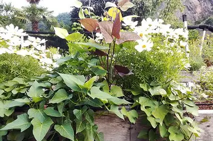 3. Platz: Kübelbepflanzung mit Süßkartoffeln und Bohnen: ©Versuchszentrum Laimburg