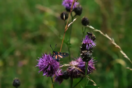 Fig. 5: Le sementi rivestono una grande importanza in agricoltura, contribuendo tra le altre cose all’aumento della biodiversità e offrendo una fonte di sostentamento per diversi insetti.: © Laimburg Research Centre /elena wilhelm