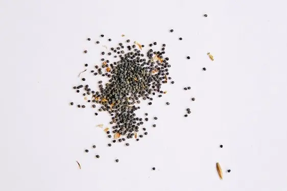 Samen der Roten Lichtnelke (Silene dioica): © Laimburg Research Centre/elena wilhelm