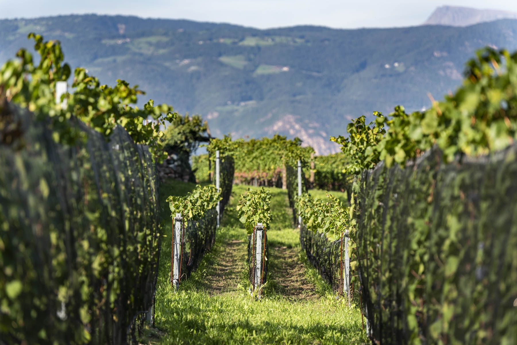 Fig. 1: Sistema di allevamento ad alta densità in stile Borgogna © Centro di Sperimentazione Laimburg/ivo corrà