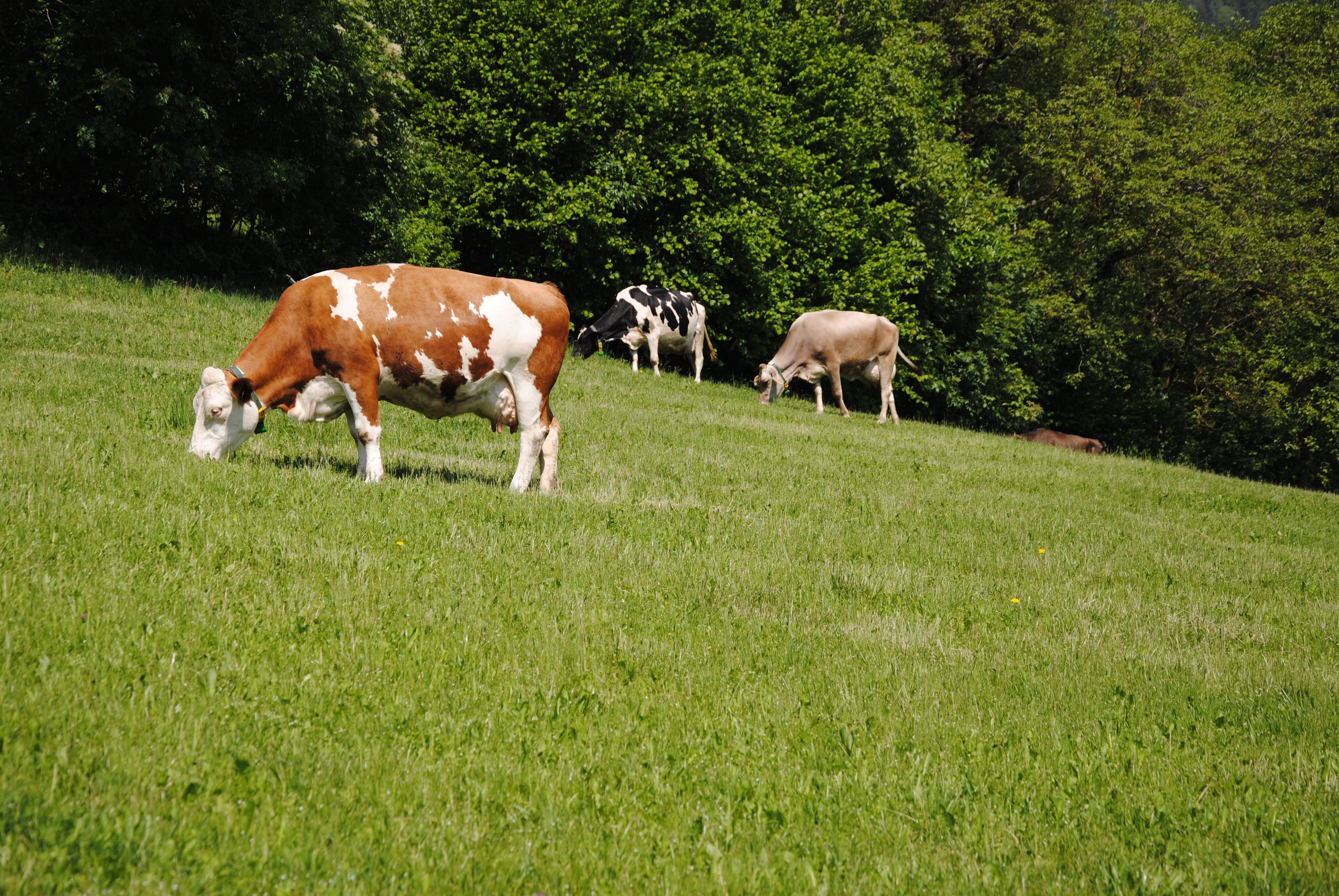 Das neue Projekt Grazing4Agroecology zielt darauf ab, die Weidehaltung in Europa zu unterstützen und zu erhalten: Abb 1 +3: © Laimburg Research Centre