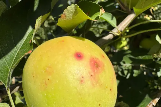 Abb. 4: Symptome von Glomerella Leaf Spot an einem Apfel der Sorte Rosy Glow.
© Laimburg Research Centre/sabine öttl
