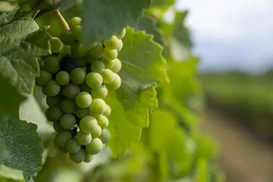 Traube der Sorte Blauburgunder während der Reife © Versuchszentrum Laimburg