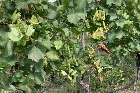 Viti che presentano sintomi di flavescenza dorata © Laimburg Research Centre