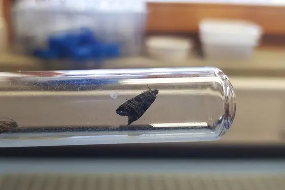 Fig. 2: Un esemplare di Cydia pomonella: © Laimburg Research Centre/christian oehlmann