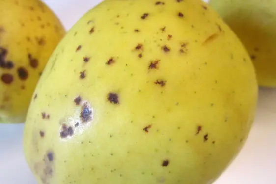 Fig. 3: Le maculature lenticellari da Ramularia sono ora più frequenti in Alto Adige e vengono studiate in dettaglio dai ricercatori del Centro di Sperimentazione Laimburg.: © Centro di Sperimentazione Laimburg