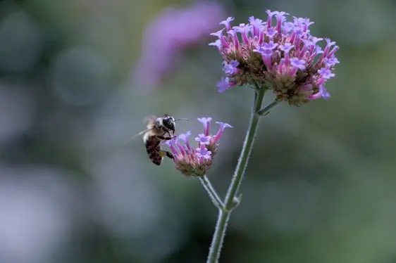 Fig. 3: Foto esemplificative delle categorie creative: contrasti cromatici, biodiversità locale e simmetria: © Laimburg Research Centre/agnese martinelli