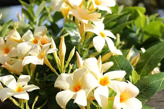 Fig. 6: La pianta vincitrice dell'anno 2022: una Dipladenia gialla dal nome “Sundaville Mimi”: © Centro di Sperimentazione Laimburg/julia rizzo