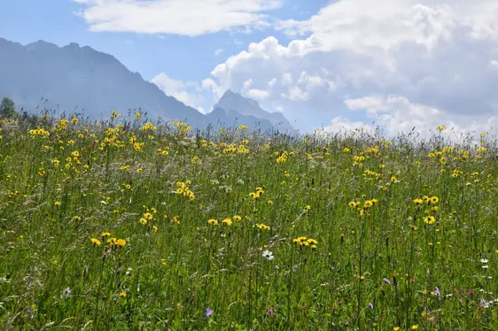Fig. 2: L’effetto dell’uso di concimi organici su prato mediamente ricchi di specie viene studiato dal Centro di Sperimentazione Laimburg: © Laimburg Research Centre