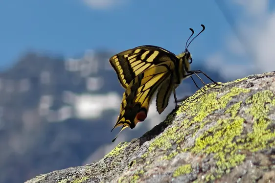 Abb. 5: Ausgewählte Aufnahmen, die an der Photo Action: Nature in Focus teilgenommen haben und im NOI Techpark ausgestellt sind: Zartes Gleichgewicht – Michaela Wellenzohn (Kategorie Symmetrie)
©Michaela Wellenzohn