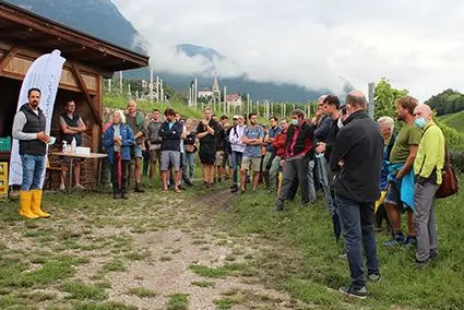 Mehr als 70 Interessierte informierten sich in der Versuchsanlage Plantaditsch, Kaltern, über die aktuellen Weinbauversuche des Versuchszentrums Laimburg. ©Versuchszentrum Laimburg/FMHack