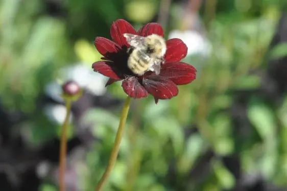 Eine Wildbiene besucht die Schokoladenblume. ©VZL