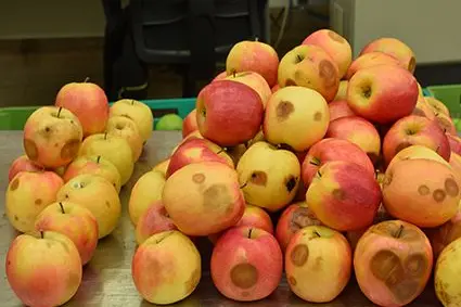 Lentizellenfäule bei der Apfelsorte Bonita: ©Versuchszentrum Laimburg